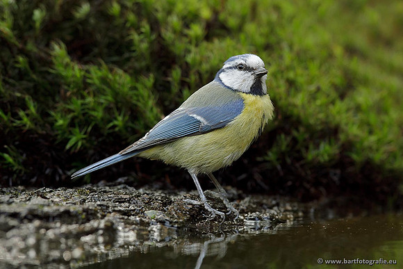 Mezen, Bart Fotografie-214