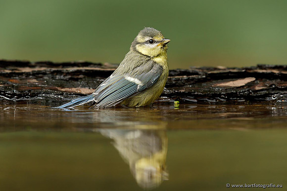 Mezen, Bart Fotografie-220