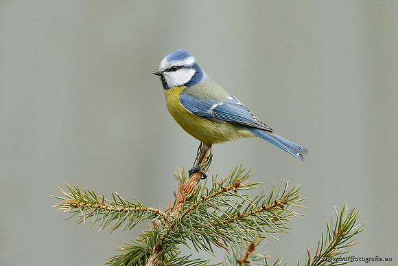 Mezen, Bart Fotografie-221