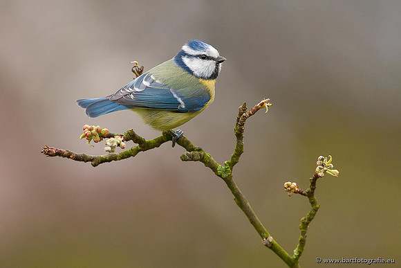 Mezen, Bart Fotografie-222