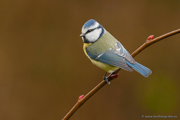 Mezen, Bart Fotografie-223