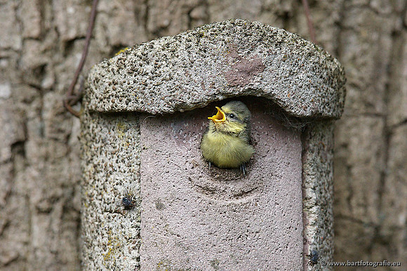 Mezen, Bart Fotografie-229