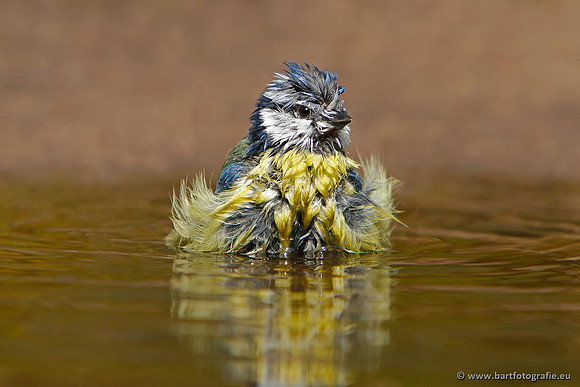 Mezen, Bart Fotografie-230