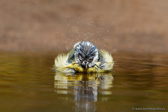 Mezen, Bart Fotografie-231