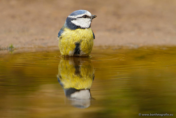 Mezen, Bart Fotografie-236