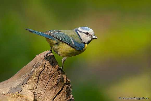 Mezen, Bart Fotografie-238