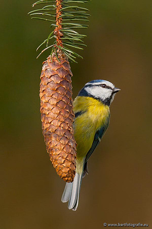 Mezen, Bart Fotografie-243