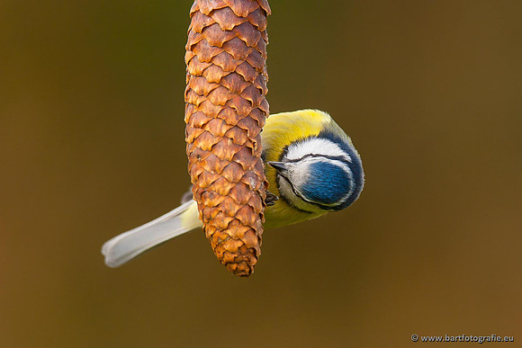 Mezen, Bart Fotografie-244