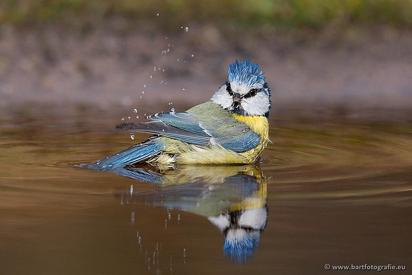 Mezen, Bart Fotografie-248