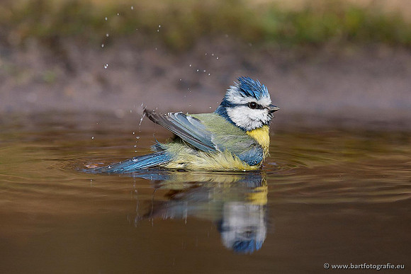 Mezen, Bart Fotografie-249