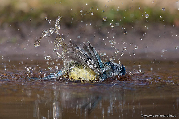 Mezen, Bart Fotografie-250