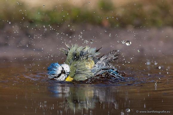 Mezen, Bart Fotografie-252