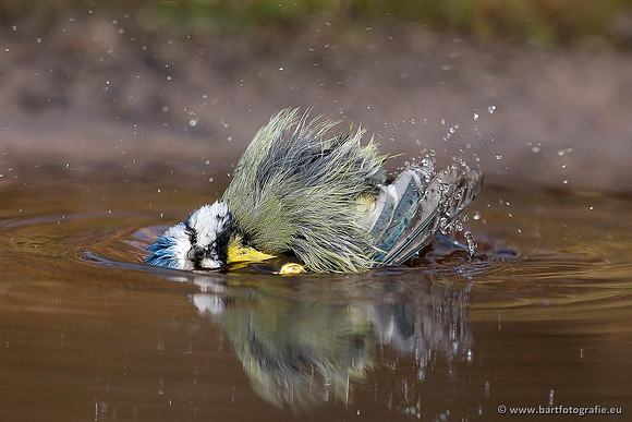 Mezen, Bart Fotografie-254