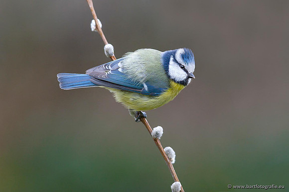 Mezen, Bart Fotografie-259