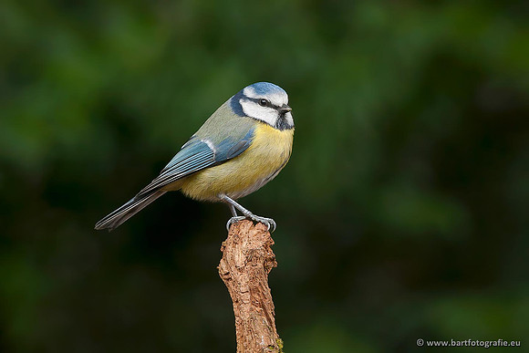 Mezen, Bart Fotografie-269