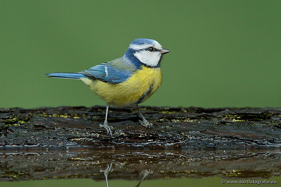 Mezen, Bart Fotografie-272