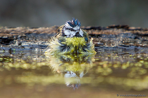 Mezen, Bart Fotografie-276
