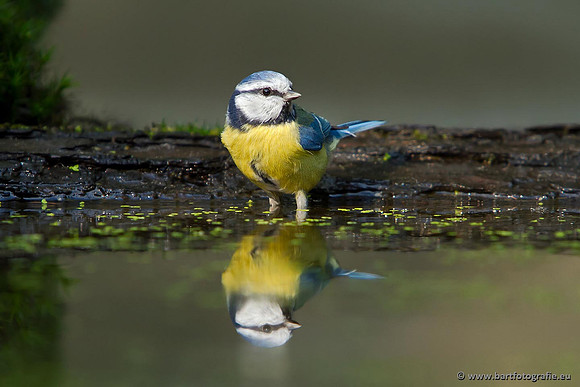 Mezen, Bart Fotografie-279