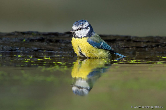 Mezen, Bart Fotografie-280