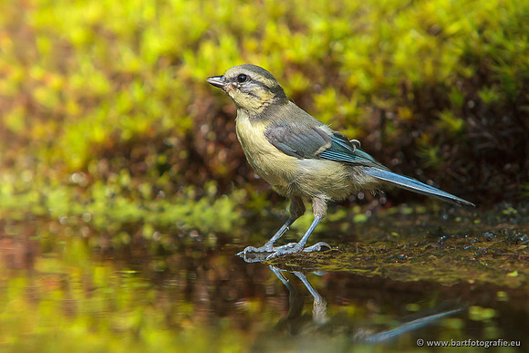Mezen, Bart Fotografie-286