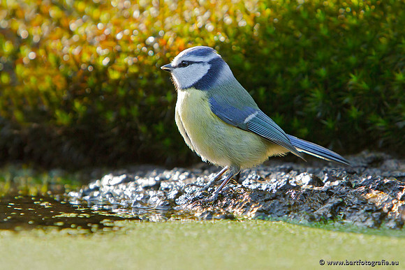 Mezen, Bart Fotografie-288