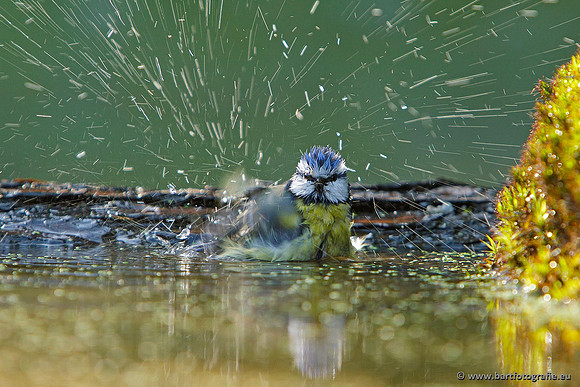 Mezen, Bart Fotografie-291