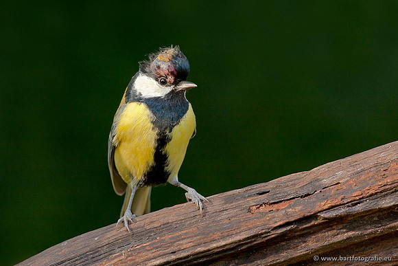 Mezen, Bart Fotografie-298