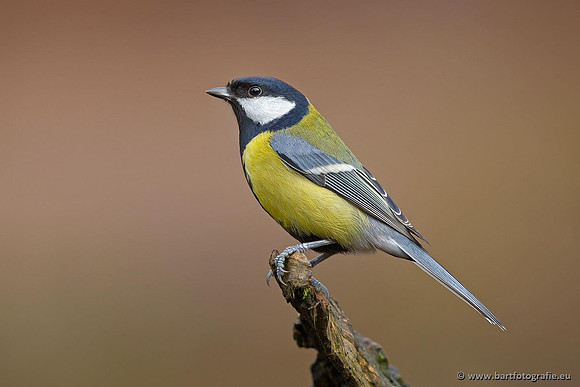 Mezen, Bart Fotografie-314