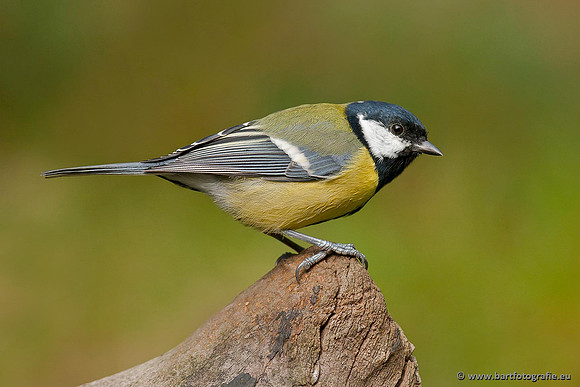 Mezen, Bart Fotografie-336