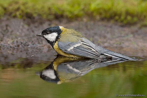 Mezen, Bart Fotografie-338