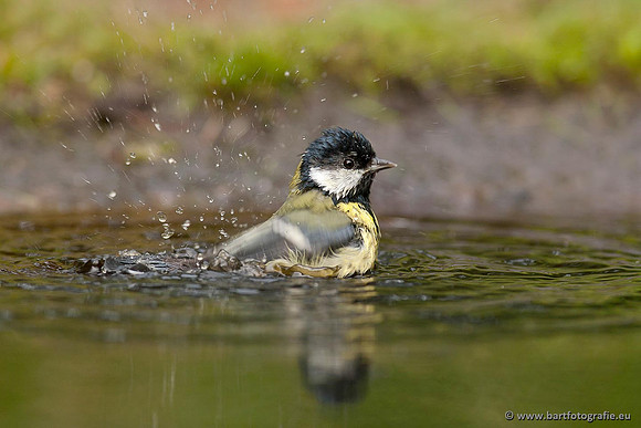 Mezen, Bart Fotografie-339
