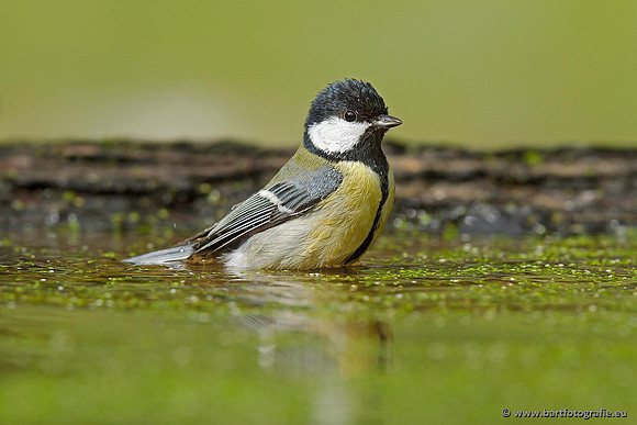 Mezen, Bart Fotografie-349