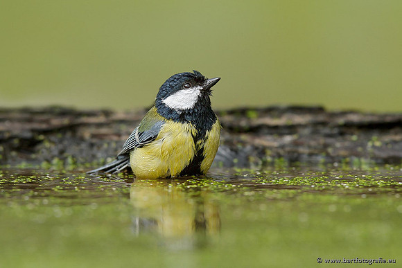 Mezen, Bart Fotografie-353