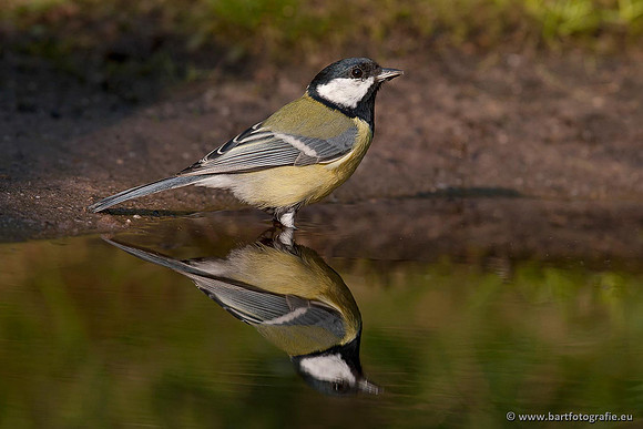 Mezen, Bart Fotografie-355