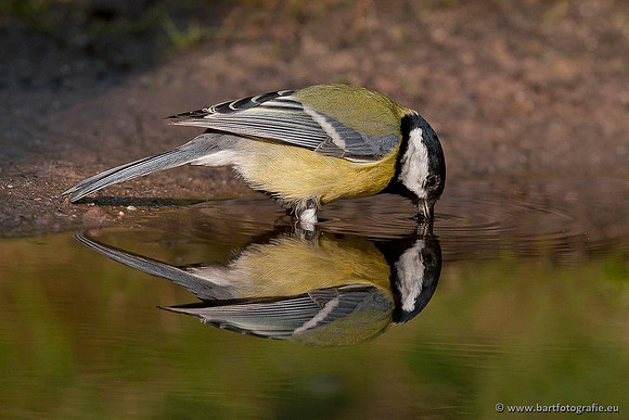 Mezen, Bart Fotografie-356
