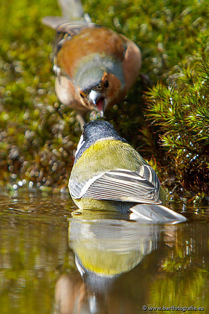 Mezen, Bart Fotografie-367