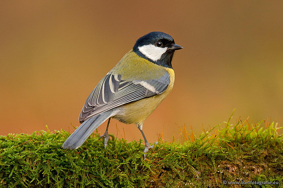 Mezen, Bart Fotografie-369
