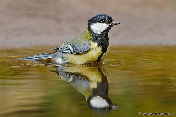 Mezen, Bart Fotografie-381