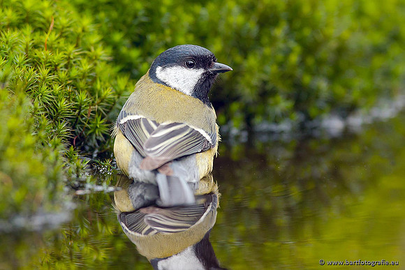Mezen, Bart Fotografie-388
