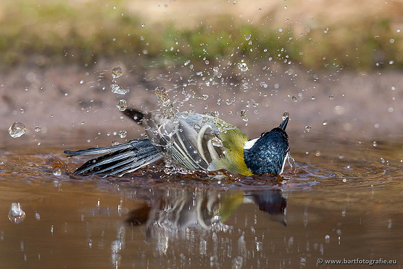 Mezen, Bart Fotografie-393