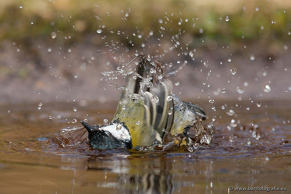 Mezen, Bart Fotografie-394