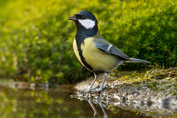 Mezen, Bart Fotografie-396