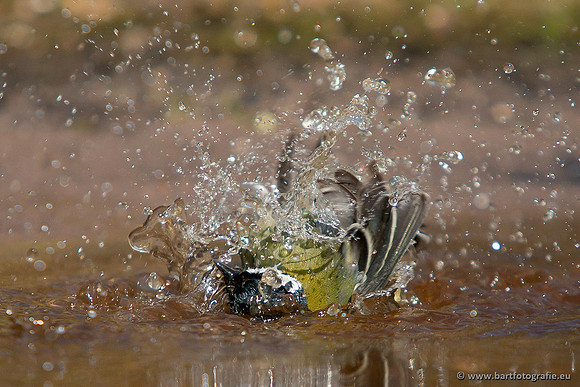 Mezen, Bart Fotografie-400