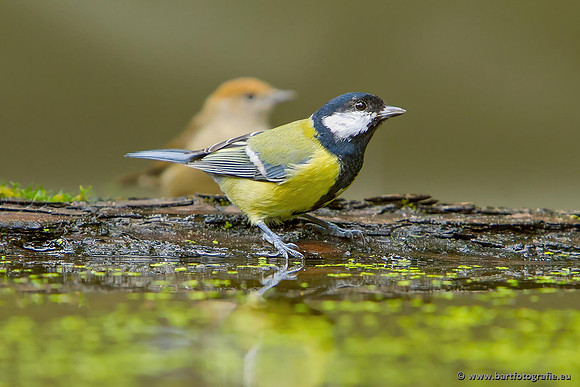 Mezen, Bart Fotografie-412