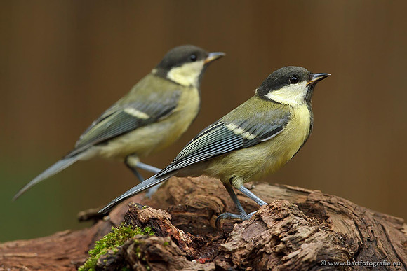 Mezen, Bart Fotografie-413