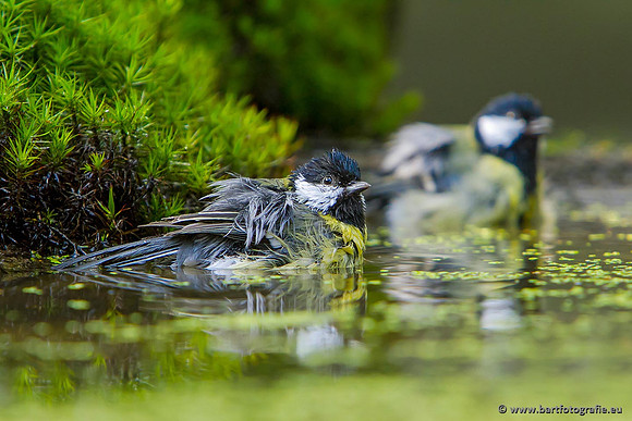 Mezen, Bart Fotografie-414