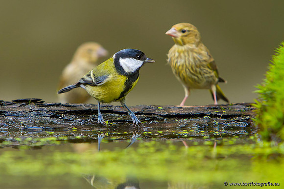 Mezen, Bart Fotografie-416