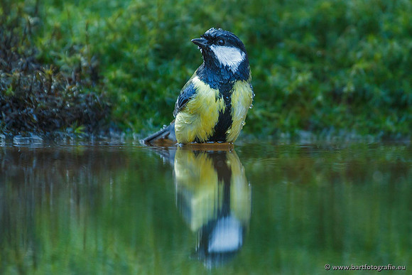 Mezen, Bart Fotografie-429