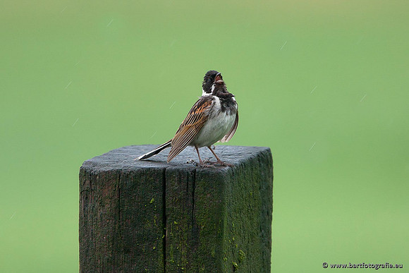 Rietvogels, Bart Fotografie-002