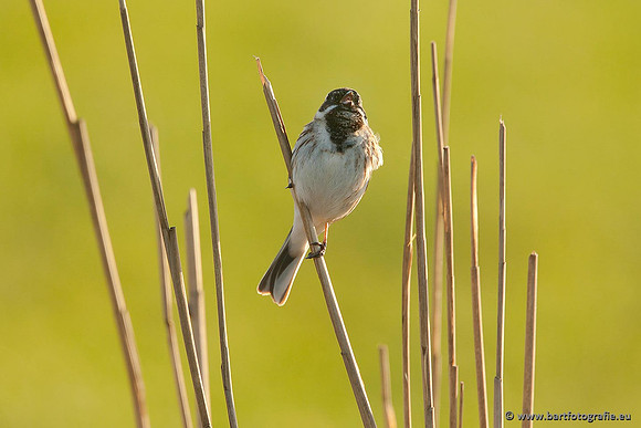 Rietvogels, Bart Fotografie-005